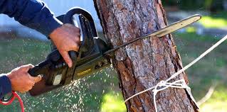 Professional  Tree Services in Beeville, TX