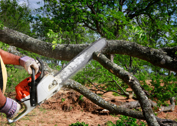 Why Choose Our Tree Removal Services in Beeville, TX?